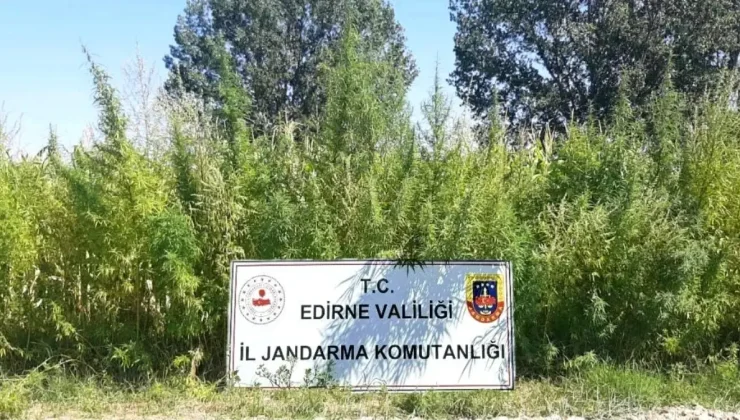 Edirne’de 159 Bin Kök Kenevir Ele Geçirildi